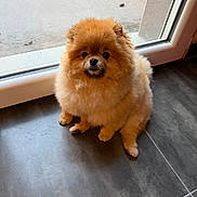 Una participe au concours pour gagner de l'argent avec cette photo : dog, pomeranian, pet, fluffy, sitting, indoor, tile_floor, window, glass_door, cute, brown_fur, small_dog, face, eyes, nose, paws, fur, portrait, looking_up, adorable