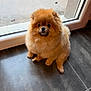 dog, pomeranian, pet, fluffy, sitting, indoor, tile_floor, window, glass_door, cute, brown_fur, small_dog, face, eyes, nose, paws, fur, portrait, looking_up, adorable