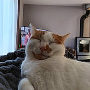 Under participe au concours pour gagner de l'argent avec cette photo : cat, white_cat, orange_cat, pet, sleeping, cozy, blanket, indoor, living_room, furniture, television, curtains, relaxing, fur, cute, animal, domestic_cat, whiskers, nap, home