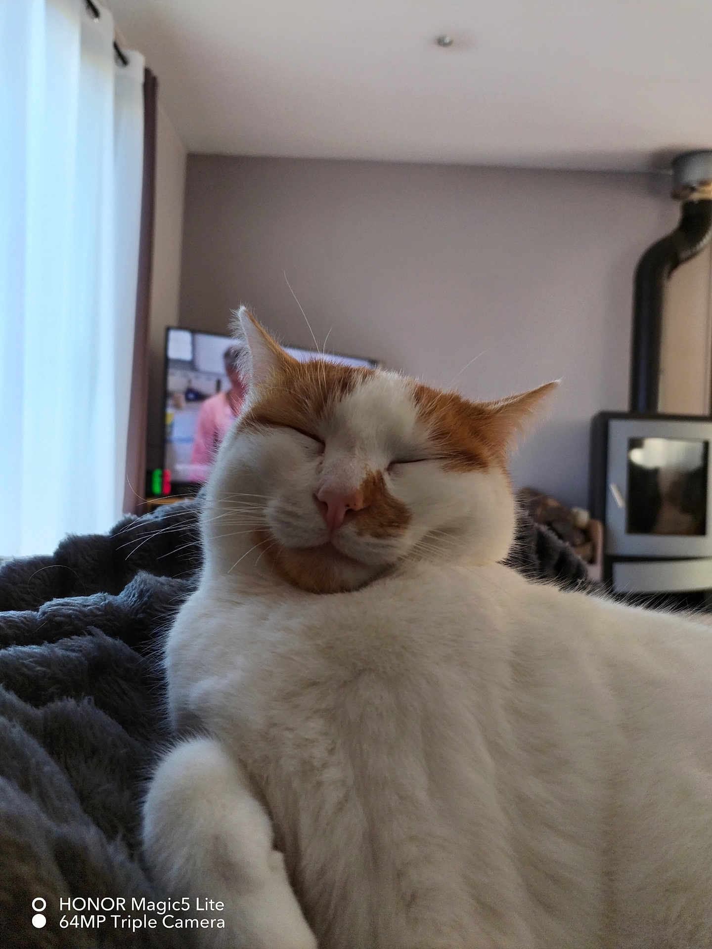 Under participe au concours pour gagner de l'argent avec cette photo : cat, white_cat, orange_cat, pet, sleeping, cozy, blanket, indoor, living_room, furniture, television, curtains, relaxing, fur, cute, animal, domestic_cat, whiskers, nap, home