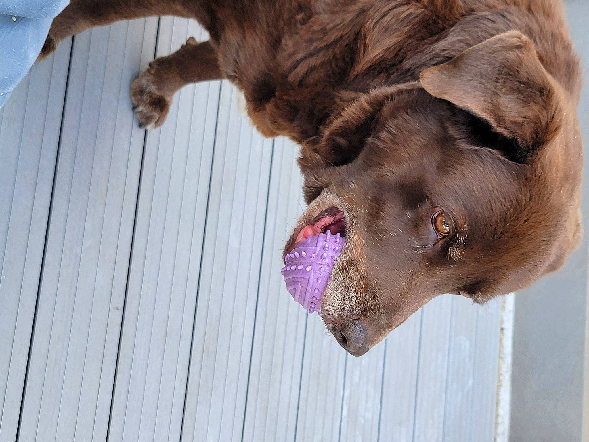 Hasko a rejoint le concours — aidez-le/la à gagner de superbes lots ! canidae, carnivore, collar, companion_dog, dog, dog_breed, dog_collar, fang, fawn, fur, gun_dog, liver, pet_supply, retriever, snout, sporting_group, whiskers, wood, working_animal, yawn