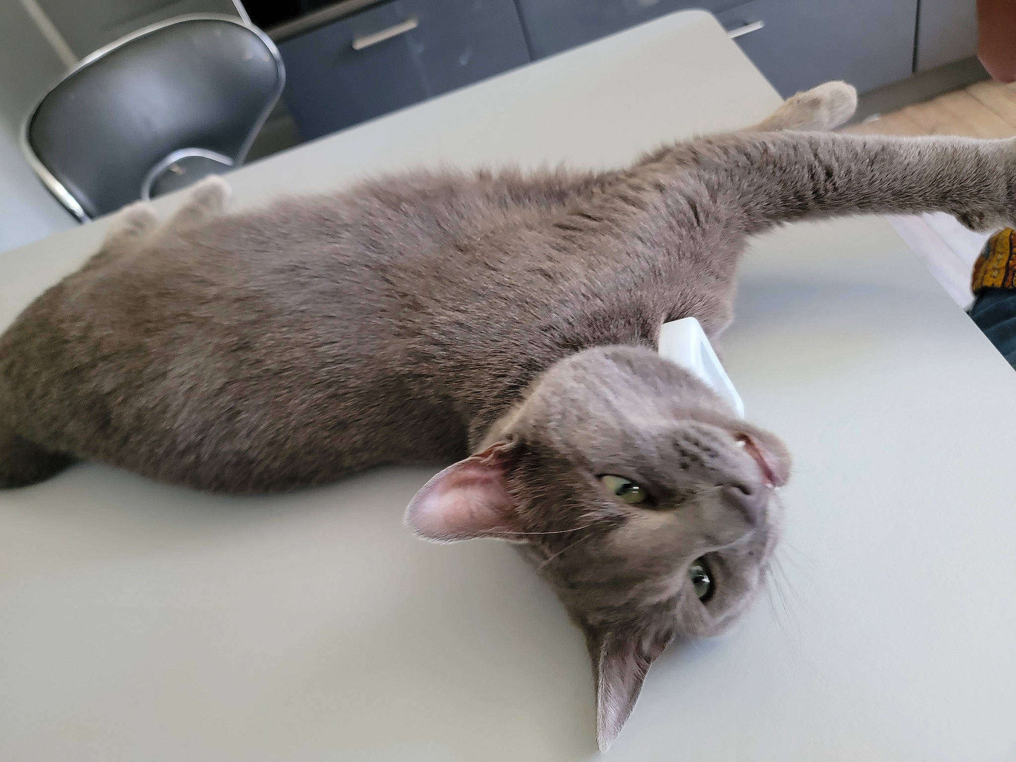 Thor participe au concours pour gagner de l'argent avec cette photo : carnivore, cat, claw, comfort, computer_keyboard, domestic_short_haired_cat, ear, fawn, felidae, fur, kitchen_appliance, kitchen_utensil, nap, paw, serveware, small_to_medium_sized_cats, snout, tableware, tail, whiskers