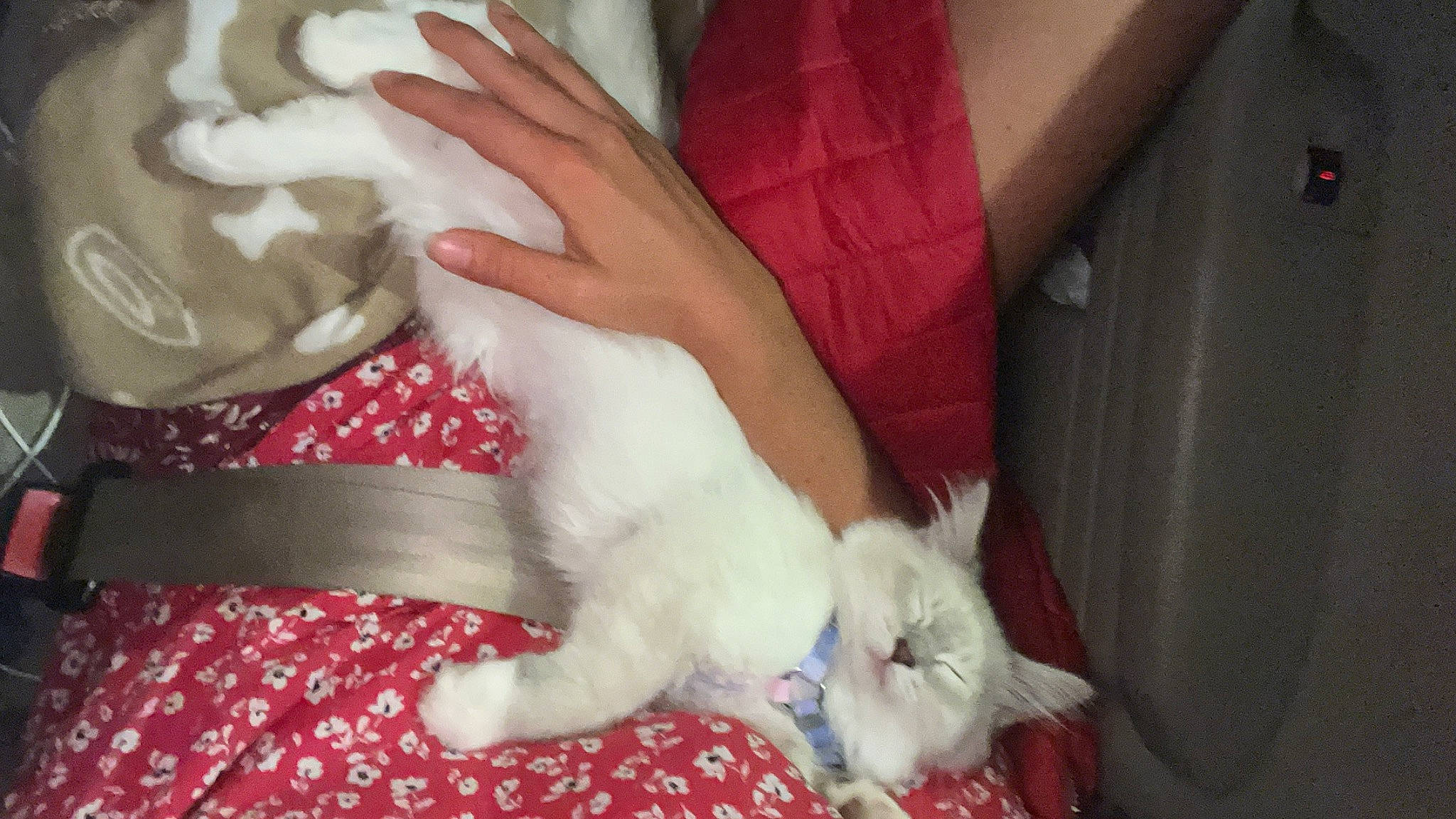 Undiz participe au concours pour gagner de l'argent avec cette photo : bed, carnivore, cat, chair, comfort, companion_dog, domestic_short_haired_cat, fawn, felidae, fur, gesture, lap, linens, nail, pattern, paw, small_to_medium_sized_cats, tail, textile, whiskers