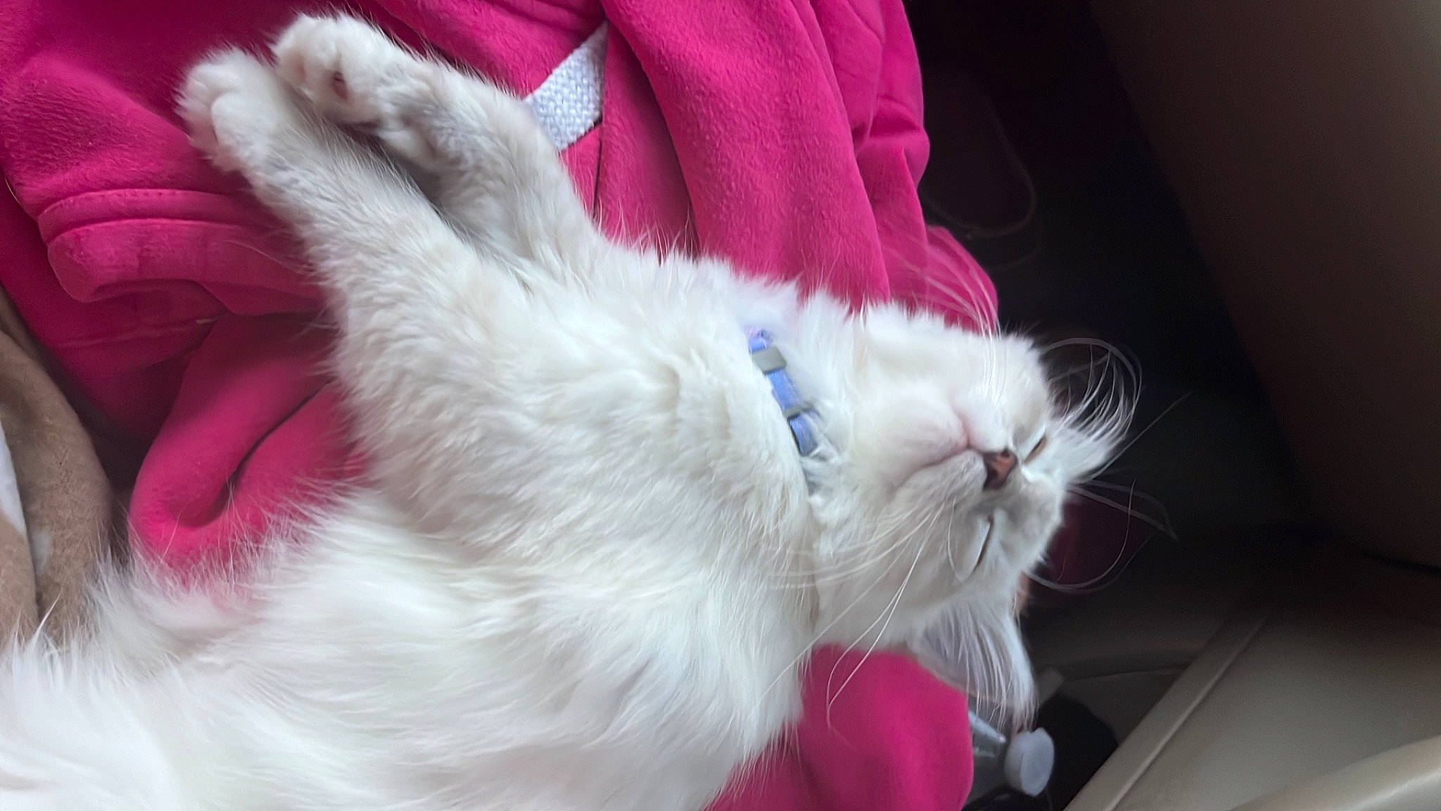 Undiz participe au concours pour gagner de l'argent avec cette photo : carnivore, cat, claw, comfort, domestic_short_haired_cat, ear, felidae, fur, gesture, paw, small_to_medium_sized_cats, snout, tail, whiskers