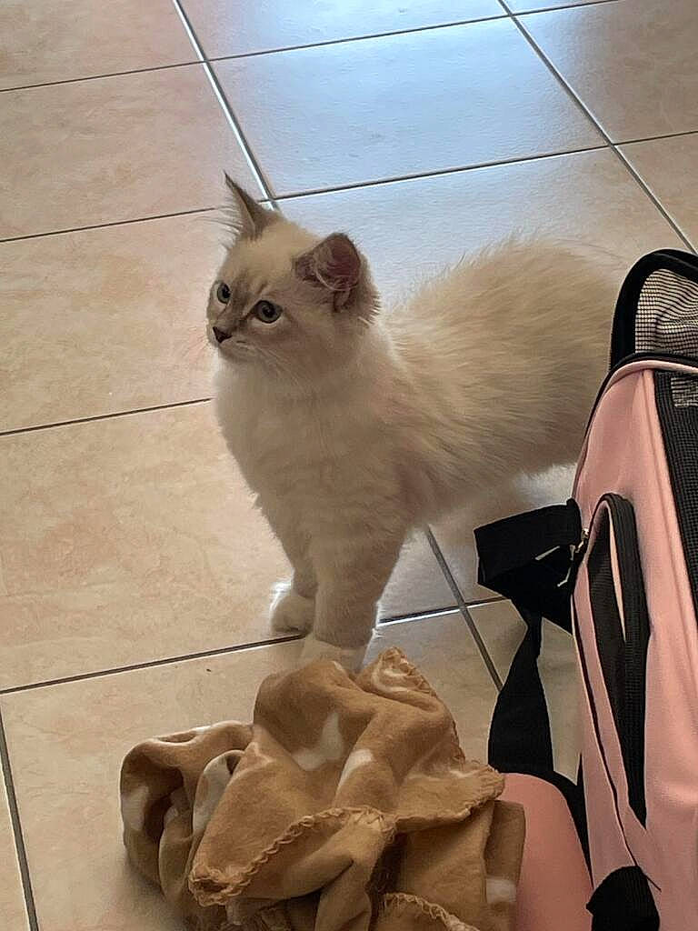 Undiz a rejoint le concours — aidez-le/la à gagner de superbes lots ! art, bag, carnivore, cat, chair, domestic_short_haired_cat, fawn, felidae, flooring, fur, hardwood, luggage_and_bags, metal, paw, sitting, small_to_medium_sized_cats, snout, tail, whiskers, wood