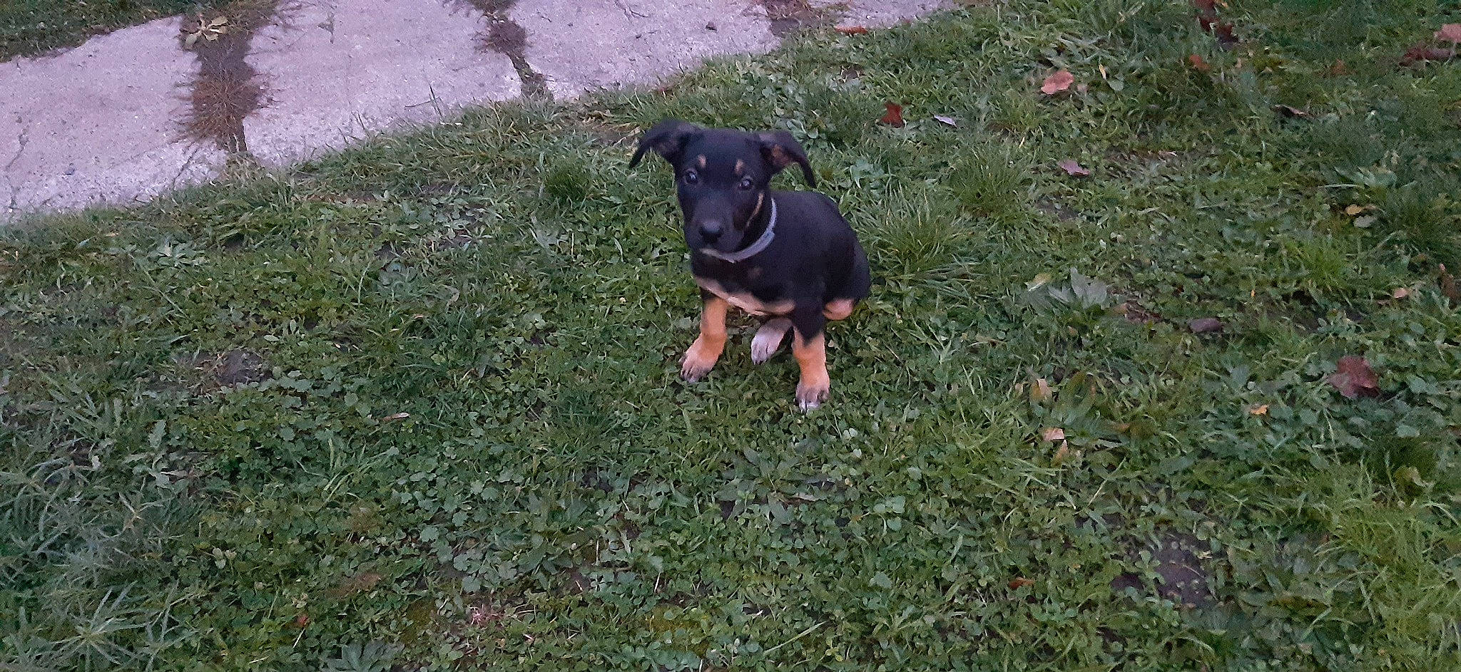 Youna participe au concours pour gagner de l'argent avec cette photo : art, canidae, carnivore, companion_dog, dog, dog_breed, grass, groundcover, guard_dog, hunting_dog, tail, terrestrial_animal, working_animal, working_dog