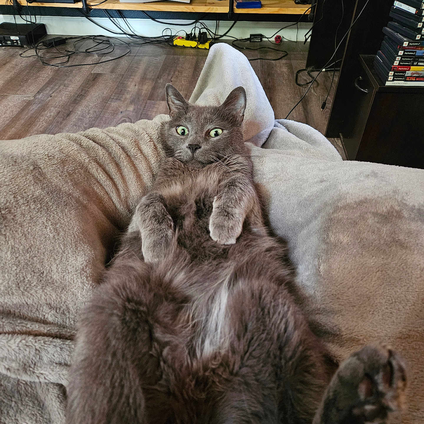 Mr. Piffles is registered to the contest to win money with this photo: blanket, cable, cat, cozy, electronics, floor, fur, furniture, gray_cat, home, indoor, lying_down, paws, pet, relaxed, shelf, stack, video_games, wide_eyes, wood_floor