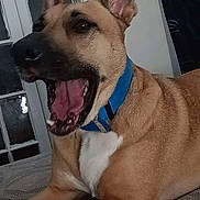 Rosie is registered to the contest to win money with this photo: dog, canine, pet, brown_fur, blue_collar, mouth_open, teeth, tongue, indoor, blanket, door, artwork, wall, ears_up, lying_down, animal, companion, house, furniture, closeup