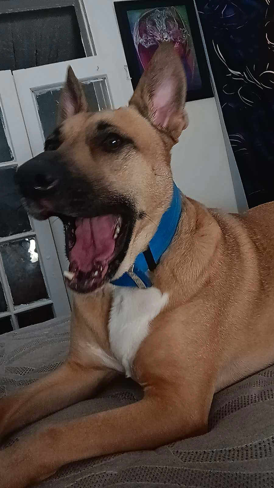 Rosie