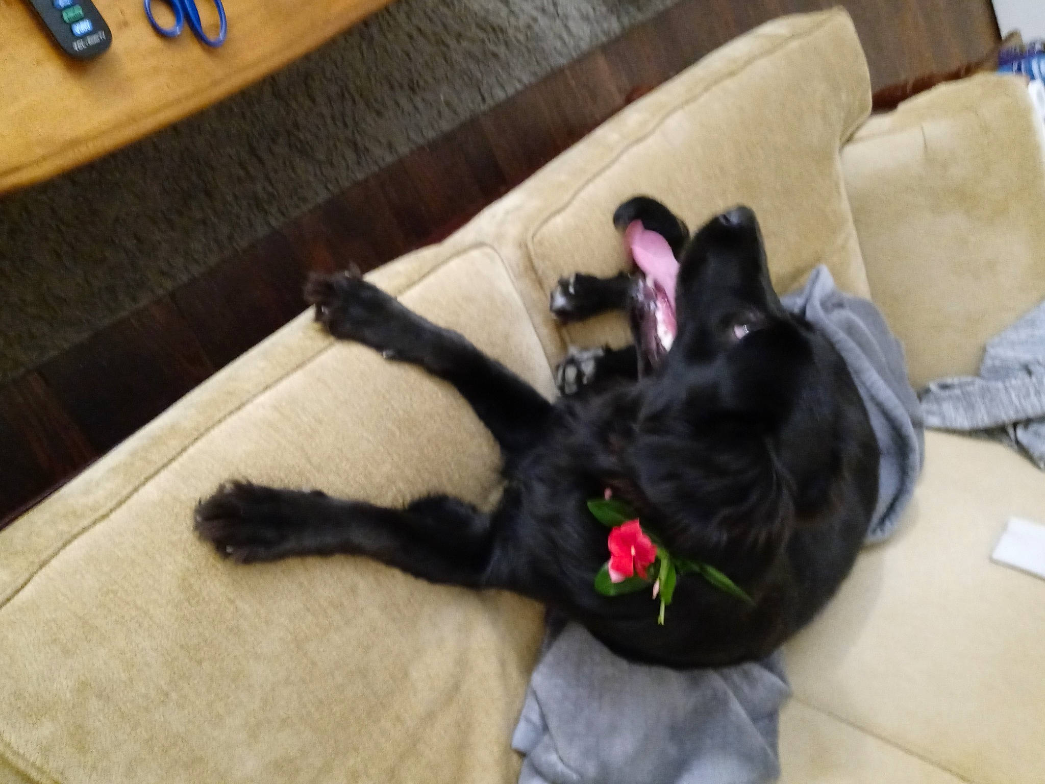 Bella joined the competition — help win amazing prizes! black_cat, cat, comfort, companion_dog, couch, dog_breed, domestic_short_haired_cat, felidae, flooring, fur, hardwood, linens, living_room, pillow, room, small_to_medium_sized_cats, table, tail, whiskers, wood