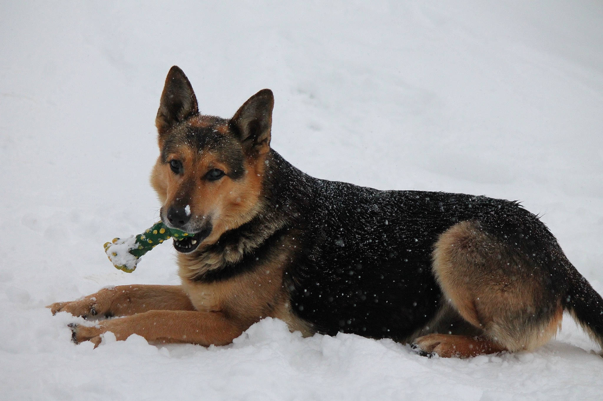 Ace joined the competition — help win amazing prizes! art, canidae, canis, carnivore, dog, dog_breed, fur, snout, snow, terrestrial_animal, wildlife, winter, working_dog