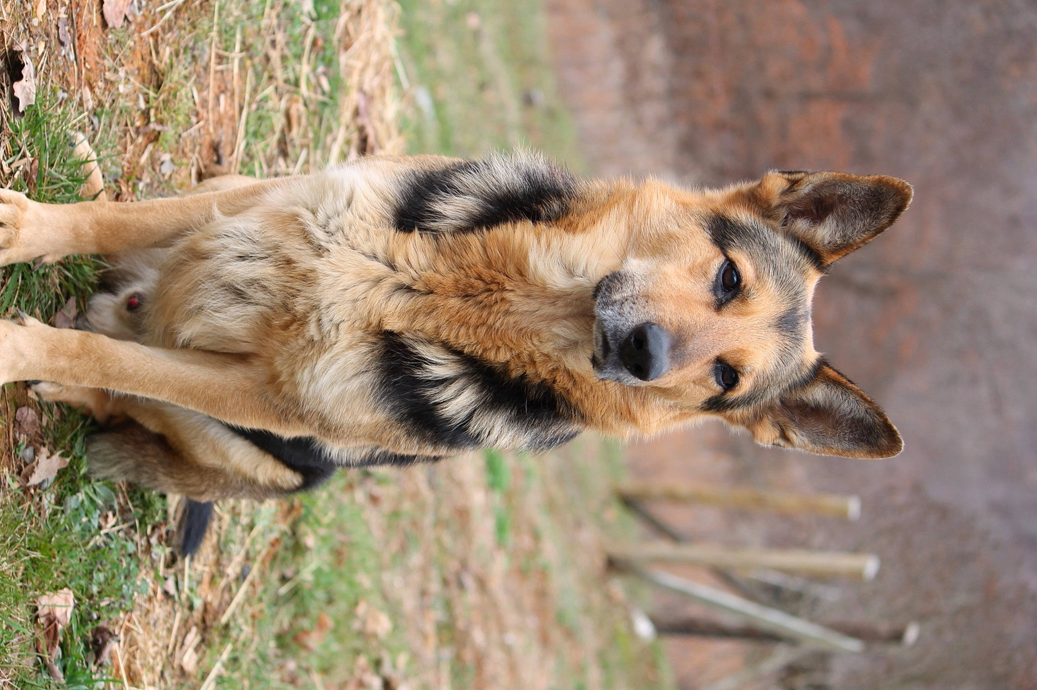 Ace is registered to the contest to win money with this photo: biting, canidae, canis, carnivore, dog, dog_breed, fawn, fur, hyena, lycaon_pictus, plant, red_wolf, safari, snout, sporting_group, tail, terrestrial_animal, whiskers, wildlife, wood