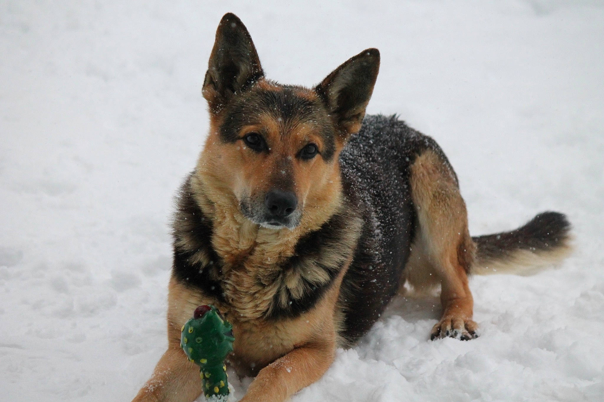 Ace joined the competition — help win amazing prizes! canis, carnivore, dog, dog_breed, east_european_shepherd, german_shepherd_dog, herding_dog, king_shepherd, old_german_shepherd_dog, snow, terrestrial_animal, winter, working_dog