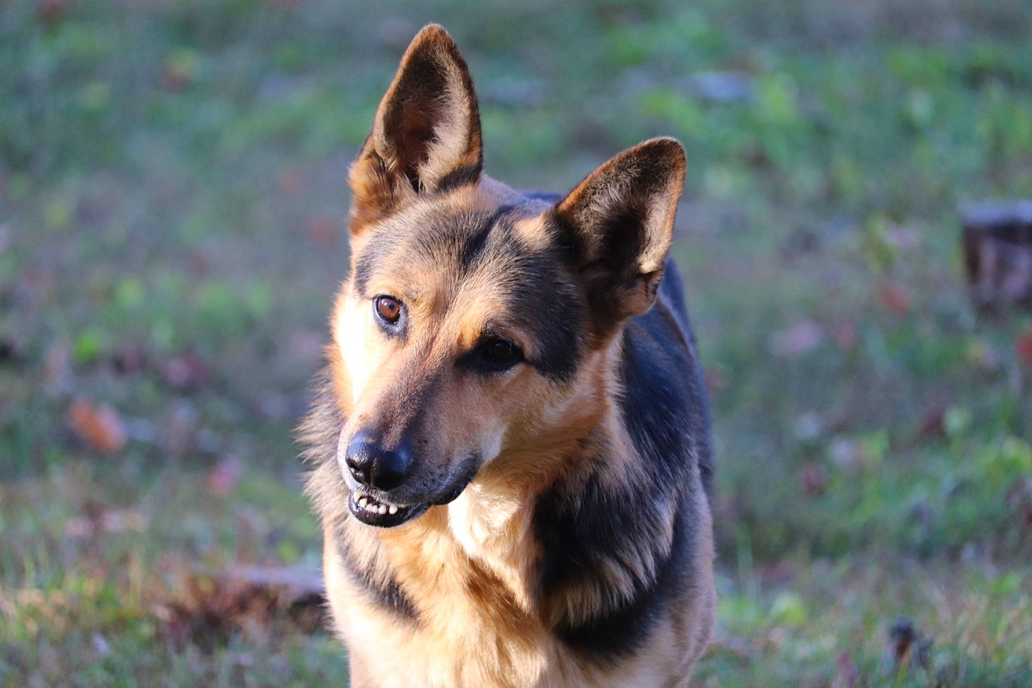 Ace joined the competition — help win amazing prizes! balance, canidae, carnivore, dog, dog_breed, east_european_shepherd, eye, fawn, german_shepherd_dog, grass, herding_dog, king_shepherd, old_german_shepherd_dog, snout, terrestrial_animal, working_dog