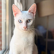 Yunna participe au concours pour gagner de l'argent avec cette photo : animal, blue_eyes, cat, closeup, cute, domestic_cat, domestic_pet, feline, fur, household, indoor, looking_at_camera, natural_light, pet, portrait, sitting, soft_light, whiskers, white_cat, window