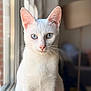 animal, blue_eyes, cat, closeup, cute, domestic_cat, domestic_pet, feline, fur, household, indoor, looking_at_camera, natural_light, pet, portrait, sitting, soft_light, whiskers, white_cat, window