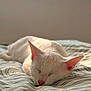 Yunna a rejoint le concours — aidez-le/la à gagner de superbes lots ! animal, bed, cat, closeup, cozy, domestic_cat, ears, feline, indoor, peaceful, pet, pink_nose, quiet, relaxed, resting, sleeping, soft_light, striped_bedspread, white_cat, window_light