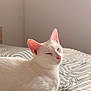 Yunna participe au concours pour gagner de l'argent avec cette photo : animal, bed, cat, close_up, cozy, cute, domestic_cat, ears, feline, indoor, patterned_bedspread, peaceful, pet, pink_nose, quiet, relaxed, resting, sleeping, soft_light, white_cat