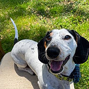 Oliver is registered to the contest to win money with this photo: dog, dachshund, spotted, pet, smiling, happy, outdoor, grass, chair, sunlight, animal, canine, collar, black_ears, white_fur, tongue_out, cute, sitting, nature, daytime