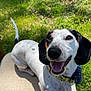 dog, dachshund, spotted, pet, smiling, happy, outdoor, grass, chair, sunlight, animal, canine, collar, black_ears, white_fur, tongue_out, cute, sitting, nature, daytime