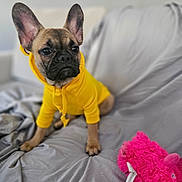Bella Rose joined the competition — help win amazing prizes! french_bulldog, puppy, dog, yellow_hoodie, clothing, pet, indoors, couch, gray_couch, stuffed_toy, pink_toy, soft_focus, ears, cute, animal, sitting, pet_clothing, home, companion, adorable