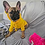 french_bulldog, puppy, dog, yellow_hoodie, clothing, pet, indoors, couch, gray_couch, stuffed_toy, pink_toy, soft_focus, ears, cute, animal, sitting, pet_clothing, home, companion, adorable