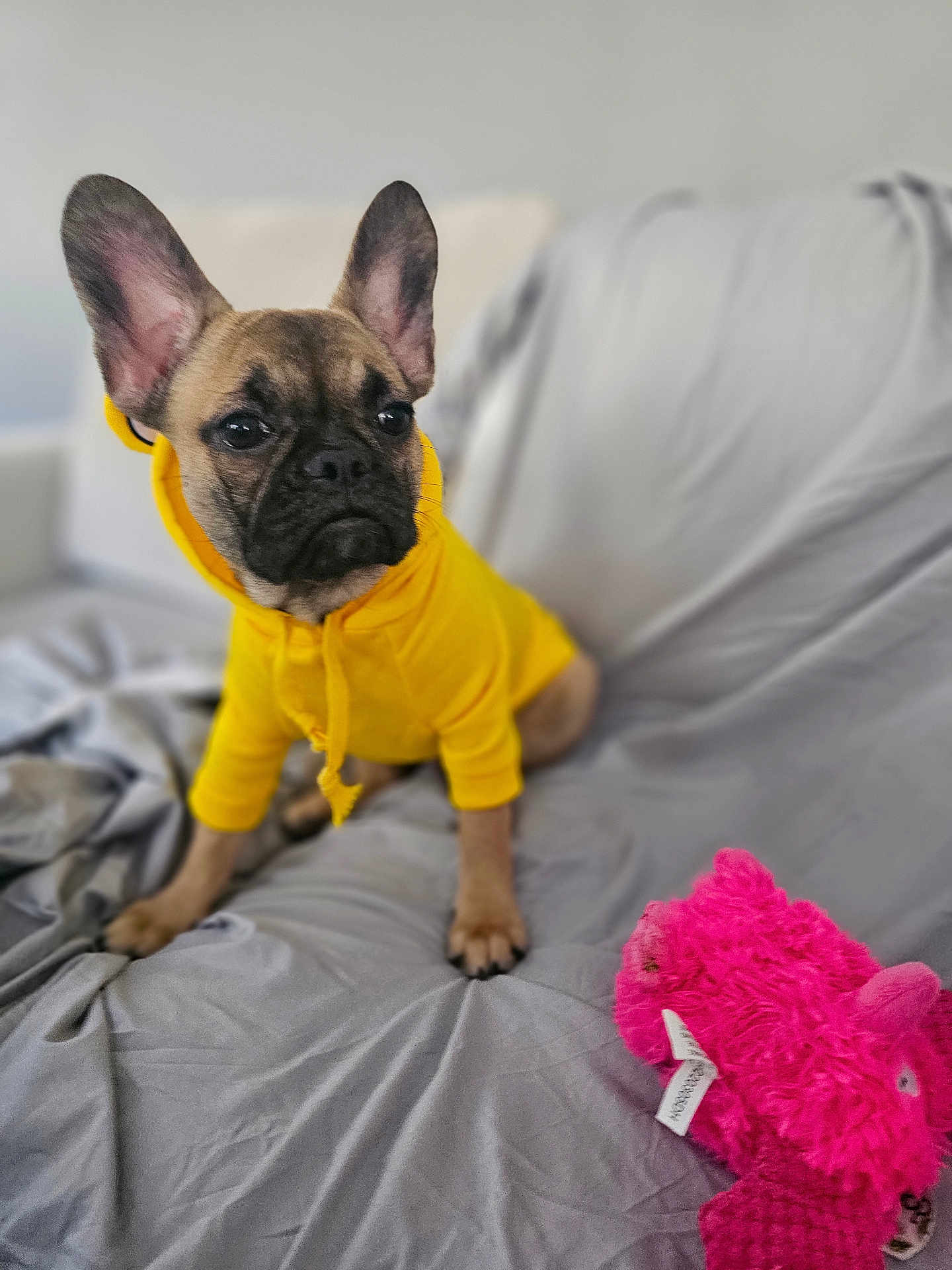 Bella Rose joined the competition — help win amazing prizes! french_bulldog, puppy, dog, yellow_hoodie, clothing, pet, indoors, couch, gray_couch, stuffed_toy, pink_toy, soft_focus, ears, cute, animal, sitting, pet_clothing, home, companion, adorable