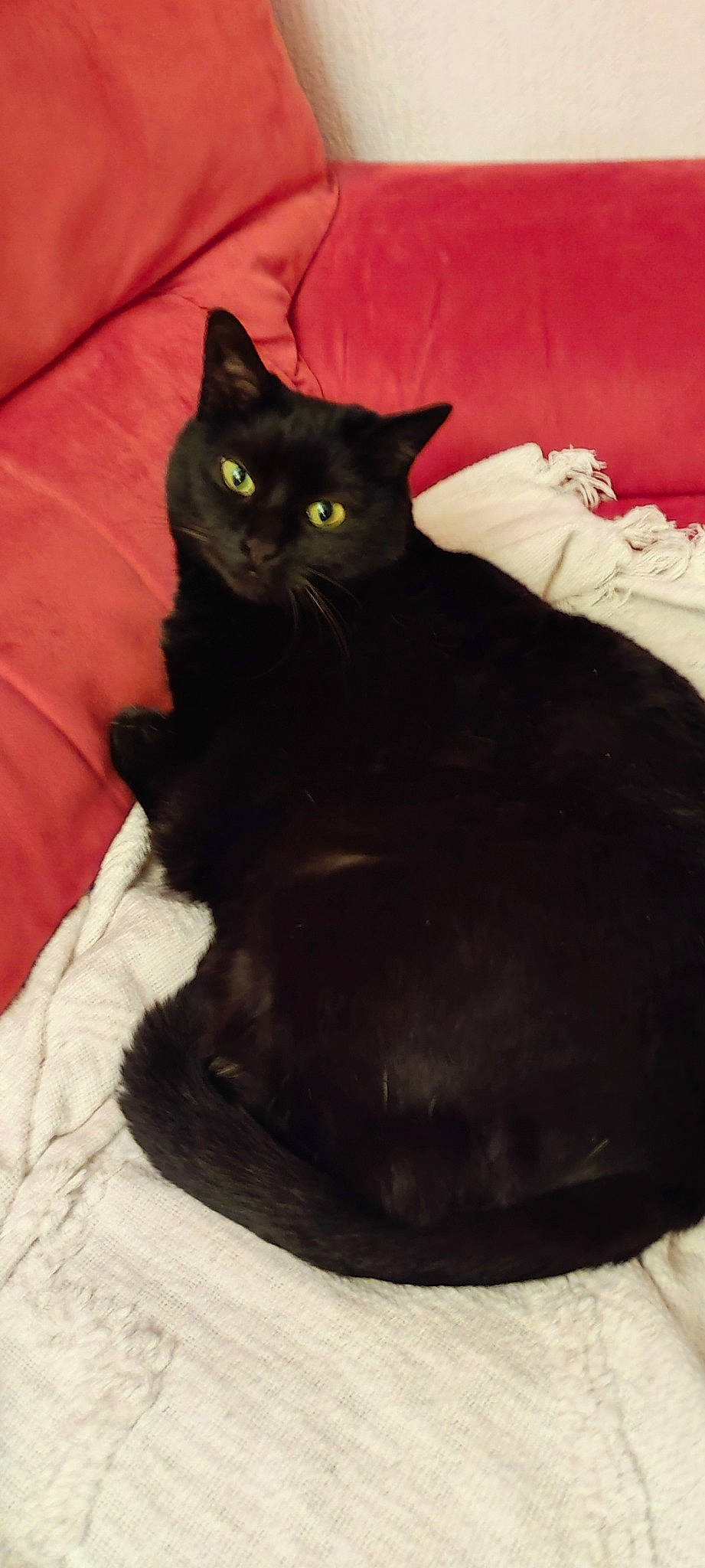 Pomponnette a rejoint le concours — aidez-le/la à gagner de superbes lots ! black_cat, bombay, carnivore, cat, cat_supply, comfort, domestic_short_haired_cat, felidae, fur, pet_supply, small_to_medium_sized_cats, snout, tail, terrestrial_animal, whiskers, window, working_animal