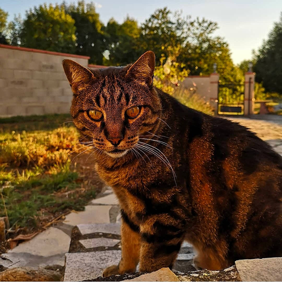 Roudoudou a rejoint le concours — aidez-le/la à gagner de superbes lots ! carnivore, cat, domestic_short_haired_cat, eye, fawn, felidae, fur, grass, head, plant, road_surface, sitting, sky, small_to_medium_sized_cats, snout, tail, terrestrial_animal, tree, whiskers, wildlife