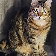 Maho participe au concours pour gagner de l'argent avec cette photo : animal, cat, closeup, curious, cute, domestic_animal, feline, fur, green_eyes, indoor, mammal, pet, portrait, quiet, shadow, sitting, striped, tabby_cat, whiskers, wooden_floor