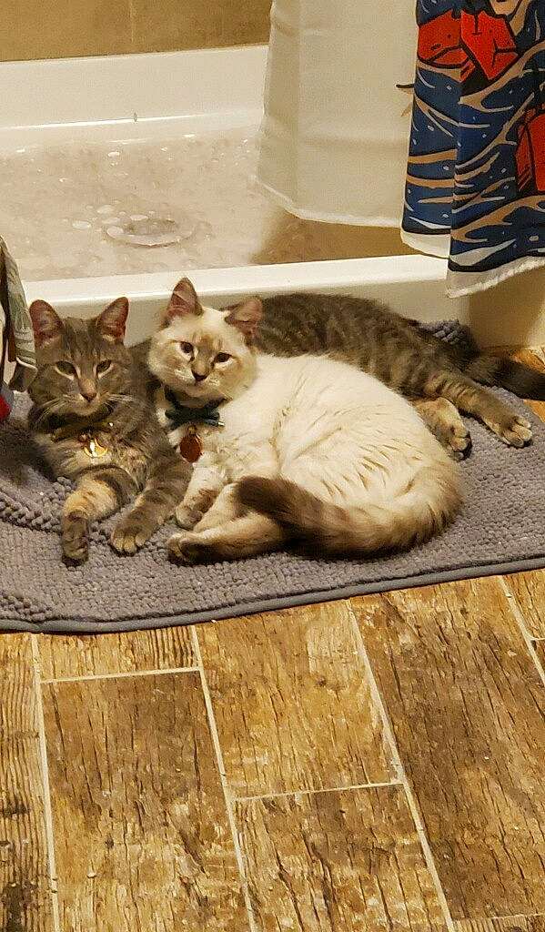 Silas is registered to the contest to win money with this photo: american_shorthair, asian, carnivore, cat, domestic_short_haired_cat, dragon_li, european_shorthair, fawn, felidae, floor, flooring, hardwood, kitten, mammal, ocicat, small_to_medium_sized_cats, tabby_cat, whiskers, wood, wood_flooring