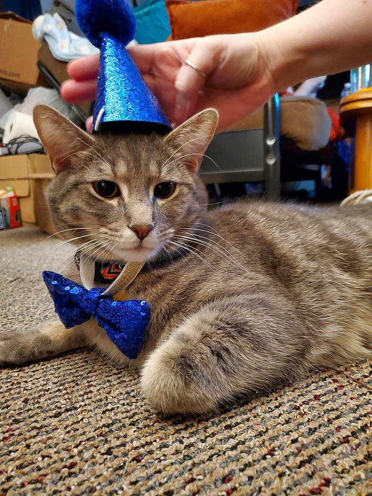 Silas is registered to the contest to win money with this photo: aegean_cat, american_shorthair, asian, australian_mist, carnivore, cat, chausie, domestic_short_haired_cat, dragon_li, european_shorthair, fawn, felidae, german_rex, kitten, mammal, ojos_azules, pixie_bob, small_to_medium_sized_cats, tabby_cat, whiskers