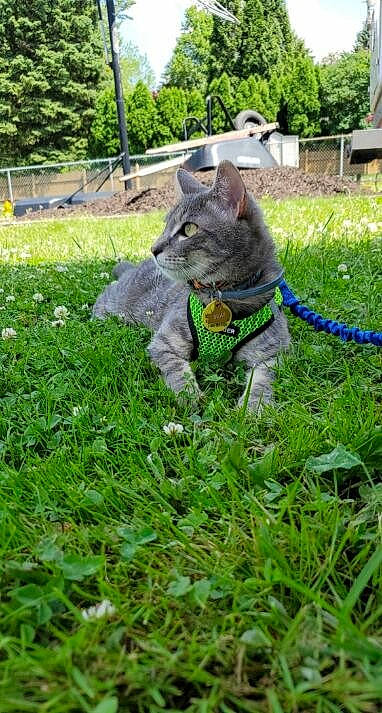 Silas joined the competition — help win amazing prizes! british_shorthair, carnivore, cat, chartreux, domestic_short_haired_cat, felidae, garden, grass, lawn, plant, russian_blue, small_to_medium_sized_cats