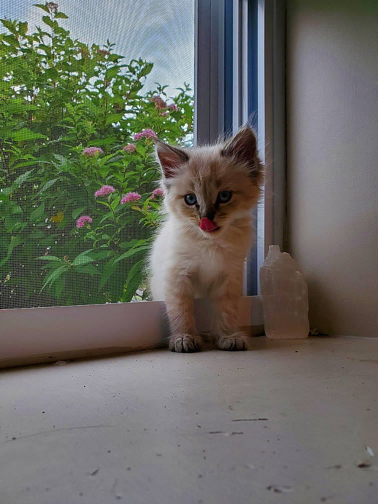 Chester is registered to the contest to win money with this photo: aegean_cat, british_semi_longhair, carnivore, cat, domestic_long_haired_cat, domestic_short_haired_cat, european_shorthair, eye, fawn, felidae, kitten, mammal, ojos_azules, ragamuffin, ragdoll, small_to_medium_sized_cats, turkish_angora, turkish_van, whiskers, window