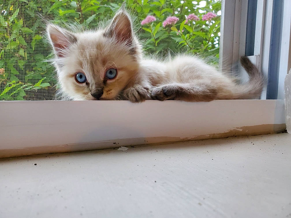 Chester joined the competition — help win amazing prizes! aegean_cat, asian, british_semi_longhair, carnivore, cat, domestic_long_haired_cat, domestic_short_haired_cat, european_shorthair, fawn, felidae, fur, kitten, mammal, ojos_azules, ragamuffin, ragdoll, small_to_medium_sized_cats, somali, tabby_cat, whiskers