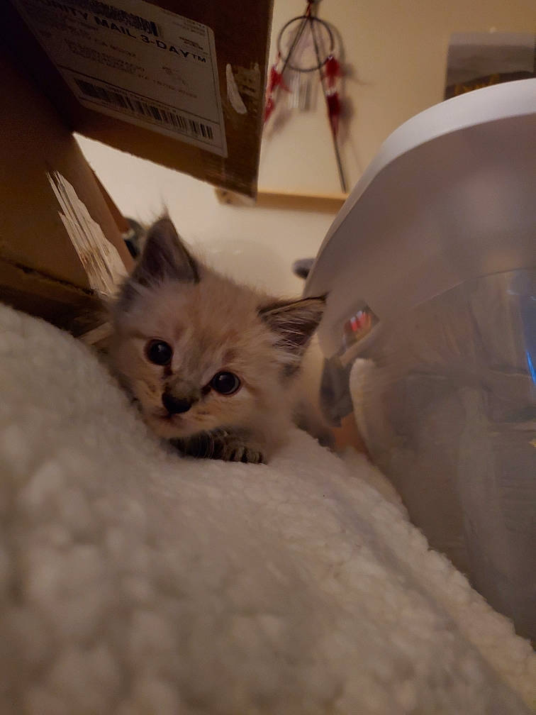 Chester joined the competition — help win amazing prizes! asian, burmilla, carnivore, cat, domestic_long_haired_cat, domestic_short_haired_cat, european_shorthair, eye, fawn, felidae, fur, kitten, mammal, ojos_azules, ragamuffin, ragdoll, small_to_medium_sized_cats, turkish_van, whiskers