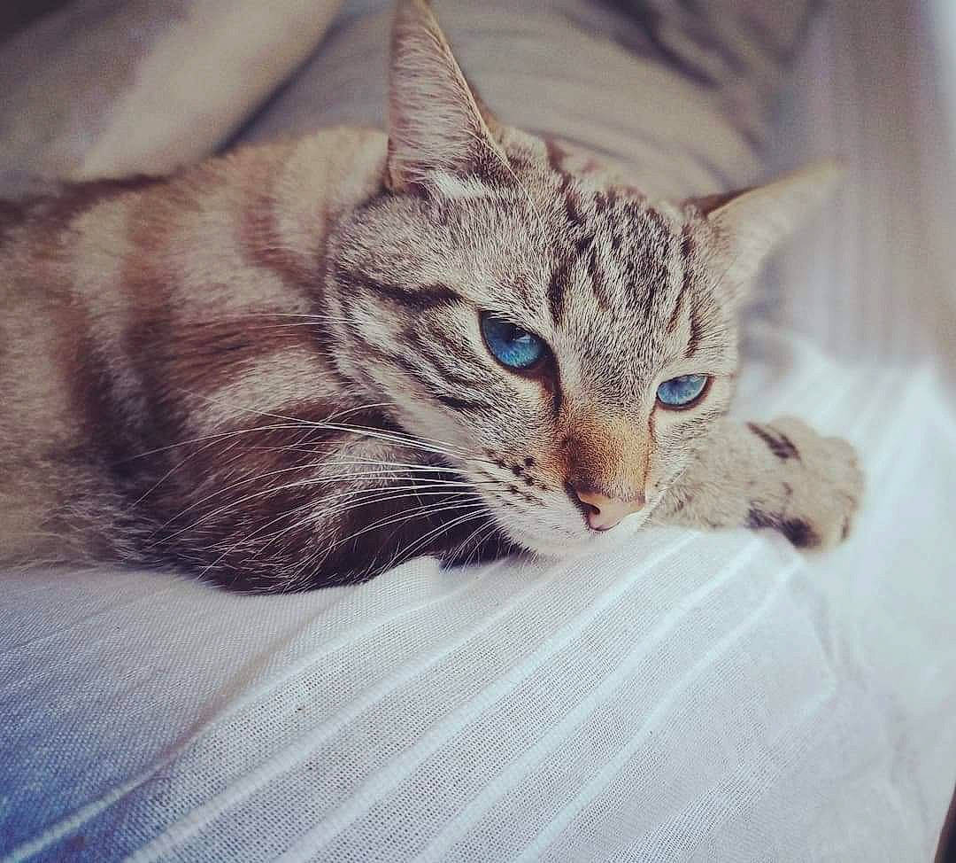 Alaska participe au concours pour gagner de l'argent avec cette photo : carnivore, cat, cat_supply, claw, comfort, domestic_short_haired_cat, ear, eye, felidae, fur, iris, nap, paw, sleep, small_to_medium_sized_cats, snout, whiskers, wildlife