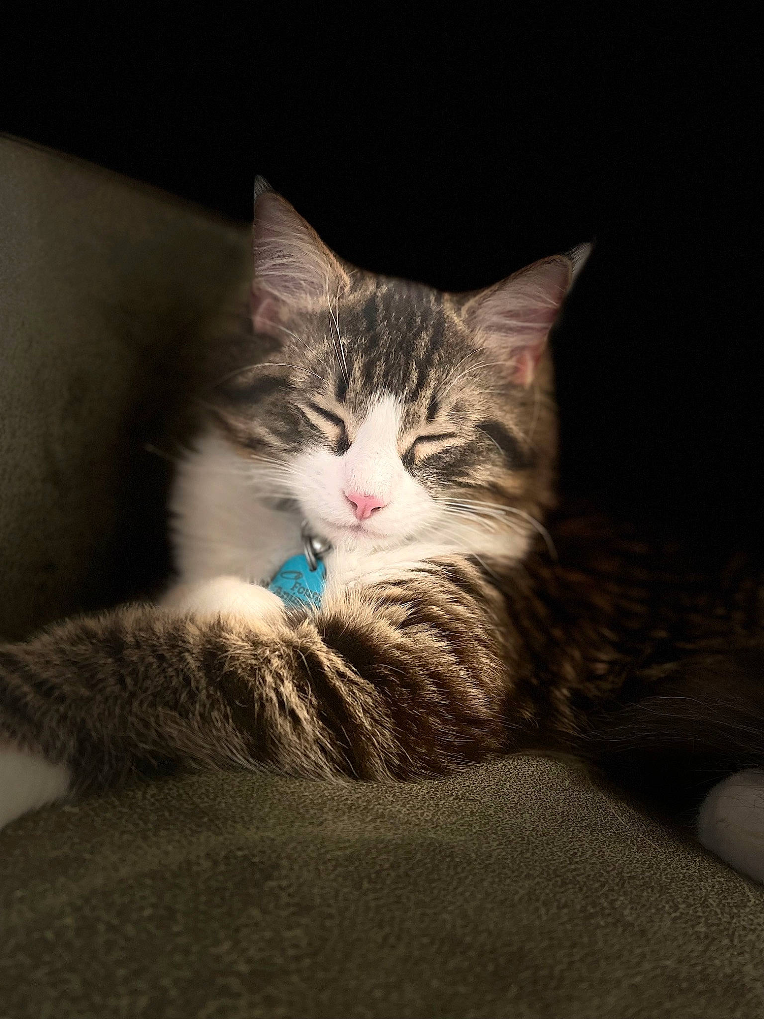 Alex is registered to the contest to win money with this photo: carnivore, cat, claw, comfort, darkness, domestic_short_haired_cat, felidae, fur, grey, paw, photo_caption, plant, sand, small_to_medium_sized_cats, snout, tail, vertebrate, whiskers, wildlife, wood