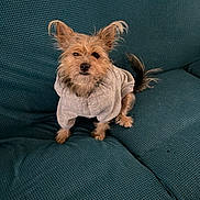 Pretty participe au concours pour gagner de l'argent avec cette photo : dog, pet, hoodie, clothing, couch, furniture, indoor, small_dog, brown_fur, curious, seated, fluffy_tail, ears_up, textured_fabric, cozy, cute, animal, companion, portrait, casual