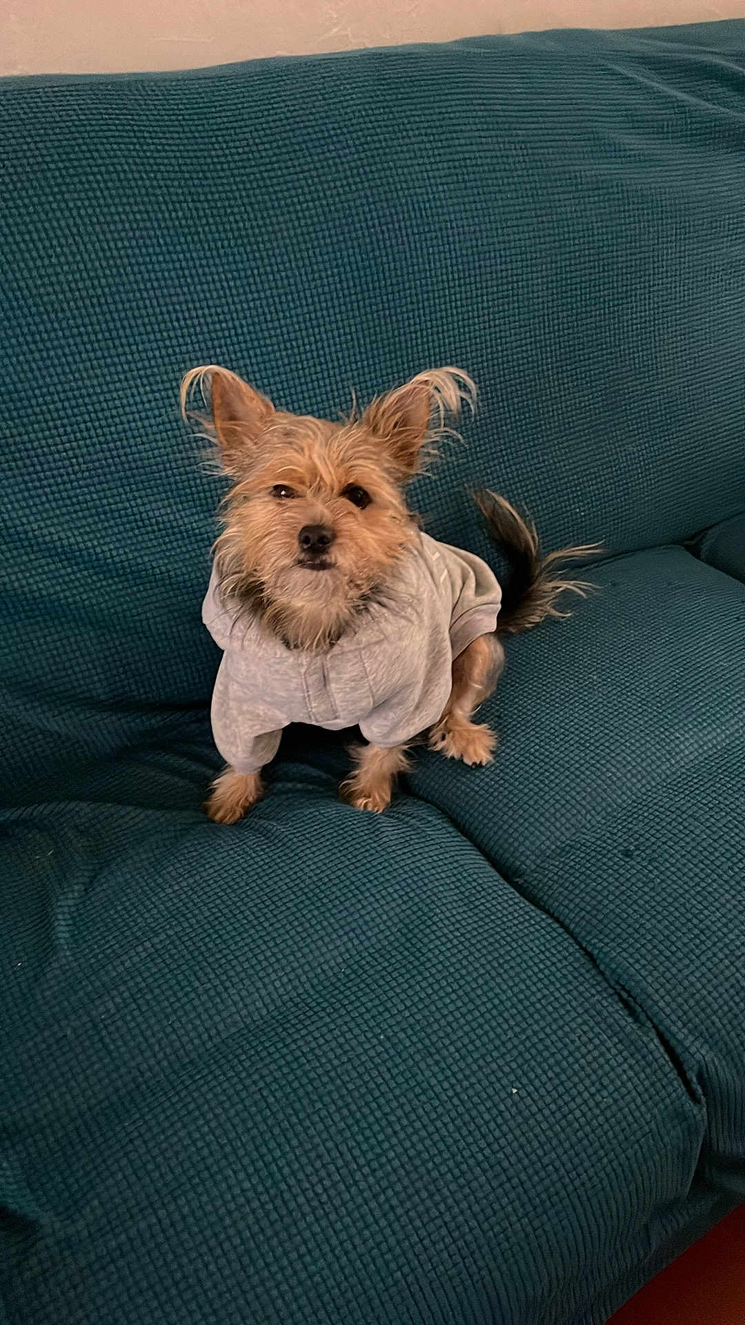 Pretty participe au concours pour gagner de l'argent avec cette photo : dog, pet, hoodie, clothing, couch, furniture, indoor, small_dog, brown_fur, curious, seated, fluffy_tail, ears_up, textured_fabric, cozy, cute, animal, companion, portrait, casual