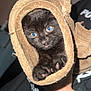 kitten, black_cat, paw, towel, hand, indoor, cute, pet, animal, fur, cozy, curious, closeup, soft, domestic_cat, young_cat, mammal, portrait, holding, feline