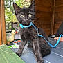 kitten, black_cat, blue_harness, wooden_table, wooden_shed, indoor, window, greenery, decorative_duck, pet, animal, young_cat, curious, leash, feline, domestic_cat, closeup, sitting, alert, natural_light