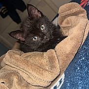 Wispa is registered to the contest to win money with this photo: kitten, black_cat, towel, blanket, indoor, pet, fur, animal, cozy, cute, young, eyes, laying, resting, soft, warm, comfort, feline, small, curious