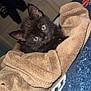 kitten, black_cat, towel, blanket, indoor, pet, fur, animal, cozy, cute, young, eyes, laying, resting, soft, warm, comfort, feline, small, curious