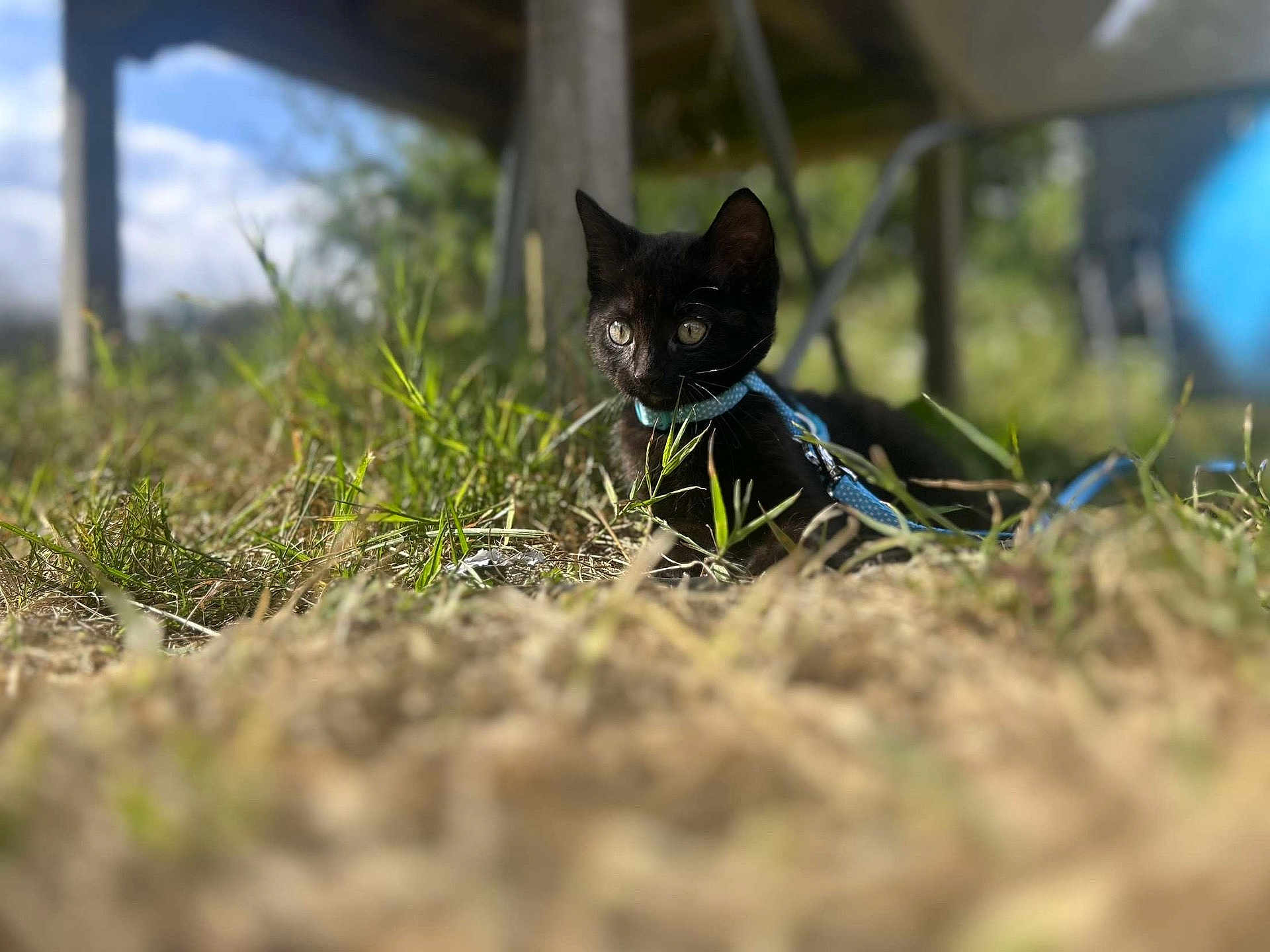 Wispa