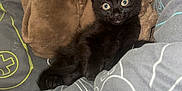 Wispa joined the competition — help win amazing prizes! black_kitten, cat, kitten, pet, animal, bed, blanket, gray_sheets, indoor, resting, cute, feline, wide_eyes, fur, cozy, soft, young, alert, small, comfort