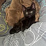 black_kitten, cat, kitten, pet, animal, bed, blanket, gray_sheets, indoor, resting, cute, feline, wide_eyes, fur, cozy, soft, young, alert, small, comfort