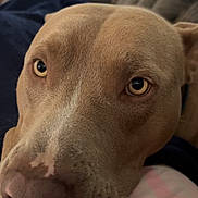 Fatboy is registered to the contest to win money with this photo: dog, close_up, face, pet, resting, brown_fur, nose, eyes, indoor, couch, comfort, animal, canine, portrait, fur, snout, relaxed, soft, companion, house