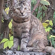 Ava a rejoint le concours — aidez-le/la à gagner de superbes lots ! cat, tabby_cat, animal, outdoor, tree, leaf, stone, fur, pet, nature, wildlife, mammal, sitting, curious, whiskers, tail, branch, greenery, yellow_leaf, closeup