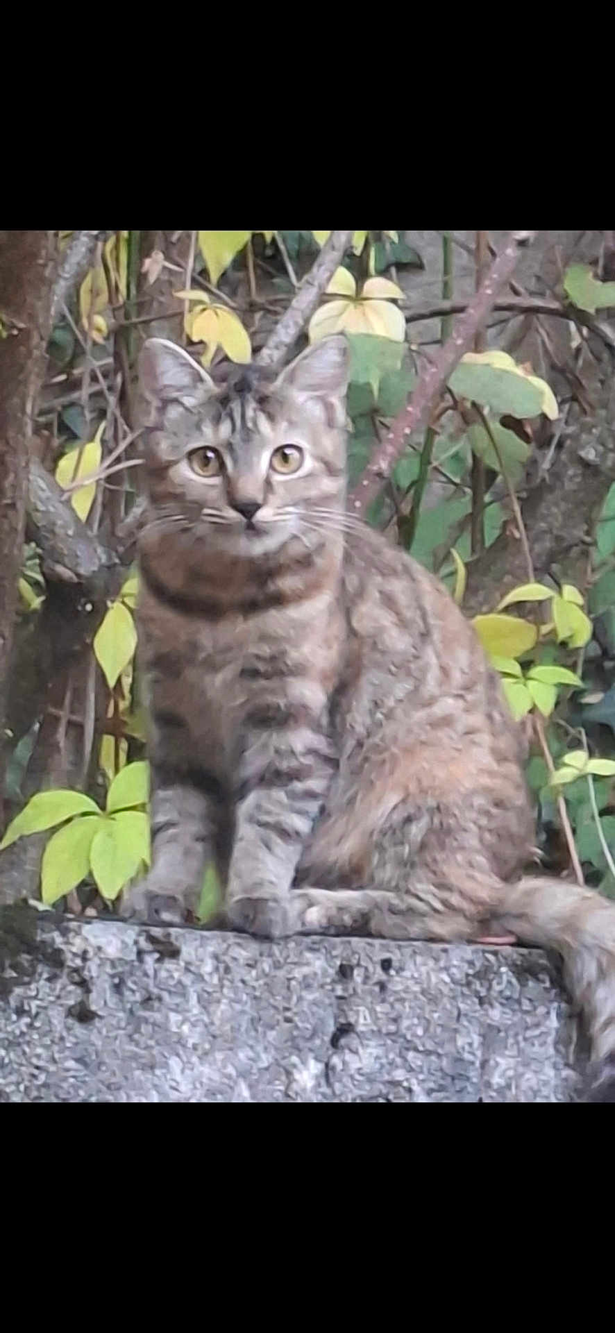 Ava a rejoint le concours — aidez-le/la à gagner de superbes lots ! cat, tabby_cat, animal, outdoor, tree, leaf, stone, fur, pet, nature, wildlife, mammal, sitting, curious, whiskers, tail, branch, greenery, yellow_leaf, closeup